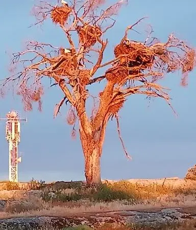 Parras 48
